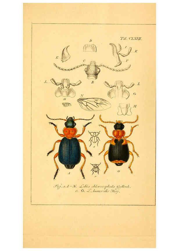 Reproducción/Reproduction 6045020865: Deutschlands Insecten Nürnberg :Gedruckt auf Kosten des Verfassers,1805-1857