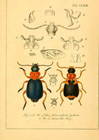 Reproducción/Reproduction 6045020865: Deutschlands Insecten Nürnberg :Gedruckt auf Kosten des Verfassers,1805-1857