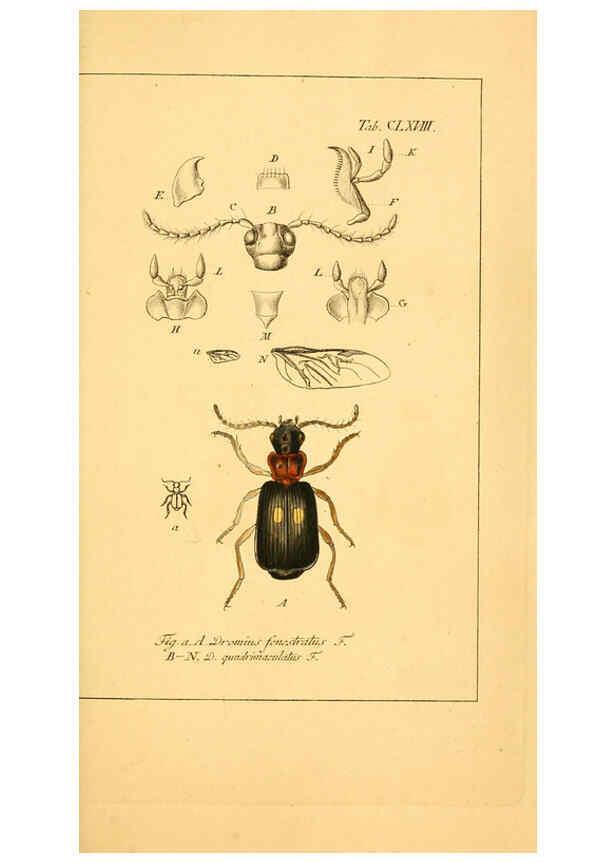 Reproducción/Reproduction 6045021037: Deutschlands Insecten Nürnberg :Gedruckt auf Kosten des Verfassers,1805-1857