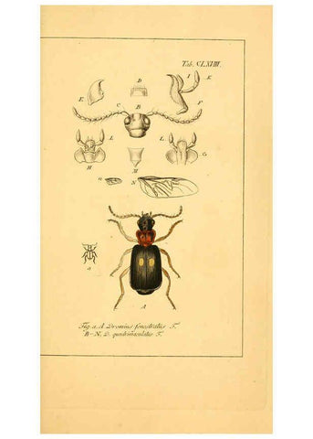 Reproducción/Reproduction 6045021037: Deutschlands Insecten Nürnberg :Gedruckt auf Kosten des Verfassers,1805-1857