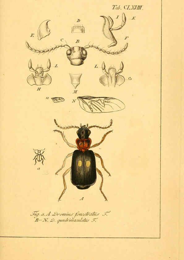 Reproducción/Reproduction 6045021037: Deutschlands Insecten Nürnberg :Gedruckt auf Kosten des Verfassers,1805-1857