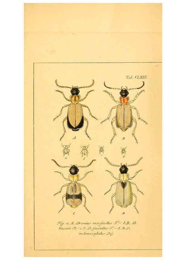 Reproducción/Reproduction 6045021279: Deutschlands Insecten Nürnberg :Gedruckt auf Kosten des Verfassers,1805-1857