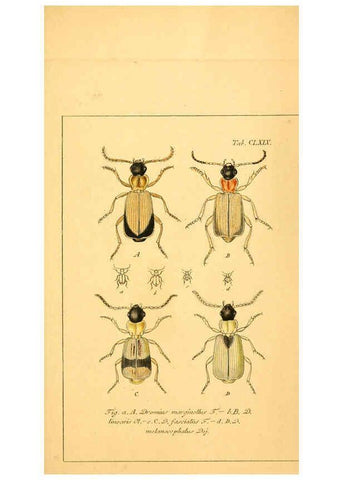Reproducción/Reproduction 6045021279: Deutschlands Insecten Nürnberg :Gedruckt auf Kosten des Verfassers,1805-1857
