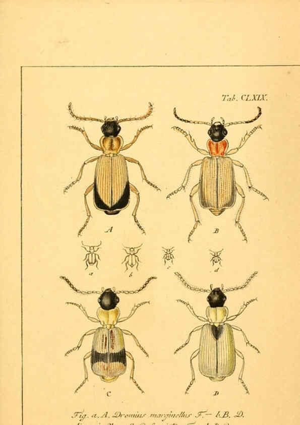 Reproducción/Reproduction 6045021279: Deutschlands Insecten Nürnberg :Gedruckt auf Kosten des Verfassers,1805-1857