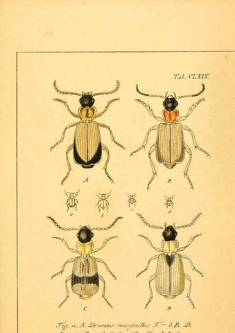 Reproducción/Reproduction 6045021279: Deutschlands Insecten Nürnberg :Gedruckt auf Kosten des Verfassers,1805-1857