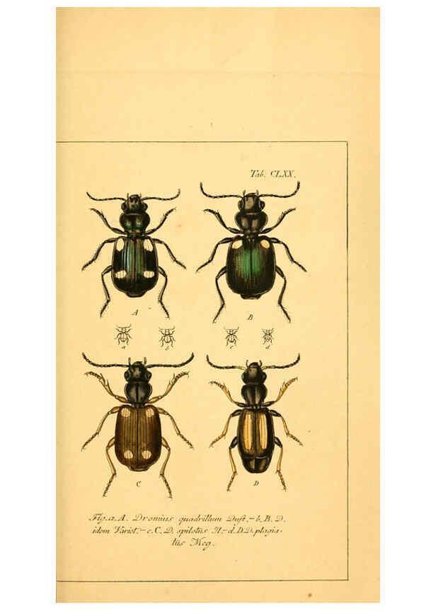 Reproducción/Reproduction 6045571516: Deutschlands Insecten Nürnberg :Gedruckt auf Kosten des Verfassers,1805-1857