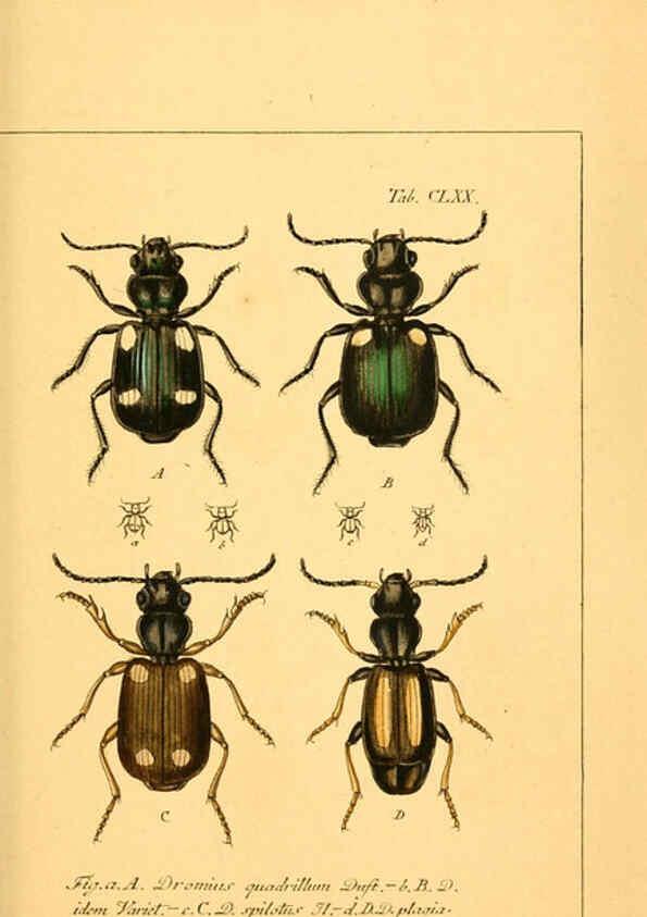 Reproducción/Reproduction 6045571516: Deutschlands Insecten Nürnberg :Gedruckt auf Kosten des Verfassers,1805-1857