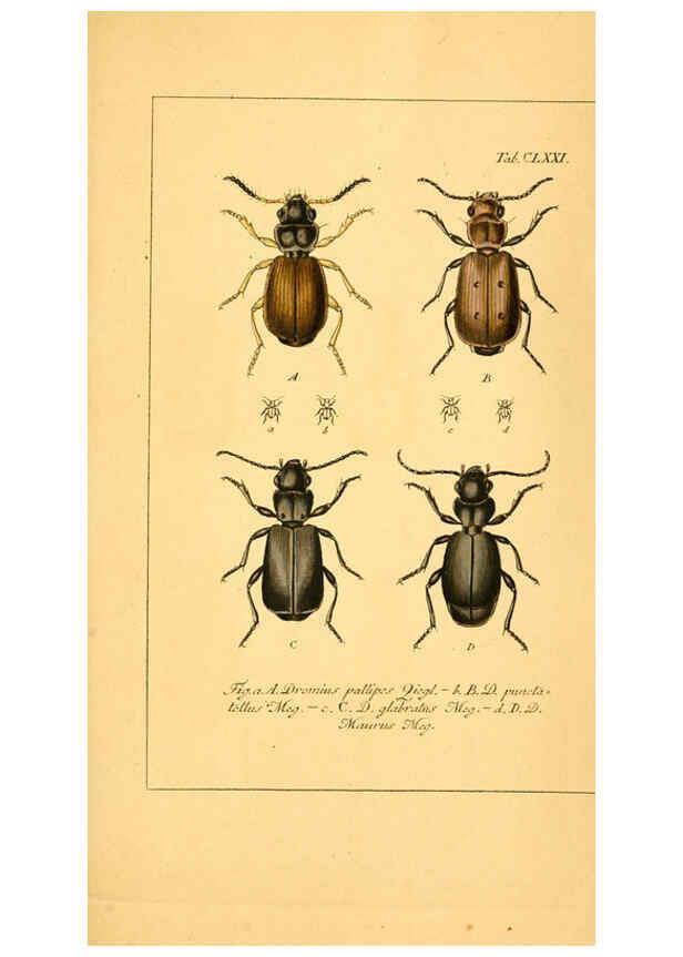 Reproducción/Reproduction 6045571658: Deutschlands Insecten Nürnberg :Gedruckt auf Kosten des Verfassers,1805-1857