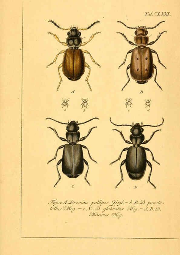 Reproducción/Reproduction 6045571658: Deutschlands Insecten Nürnberg :Gedruckt auf Kosten des Verfassers,1805-1857