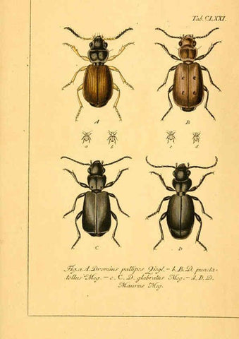 Reproducción/Reproduction 6045571658: Deutschlands Insecten Nürnberg :Gedruckt auf Kosten des Verfassers,1805-1857