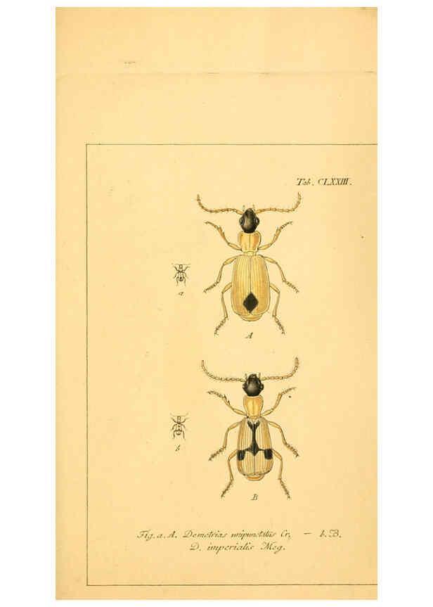 Reproducción/Reproduction 6045571986: Deutschlands Insecten Nürnberg :Gedruckt auf Kosten des Verfassers,1805-1857