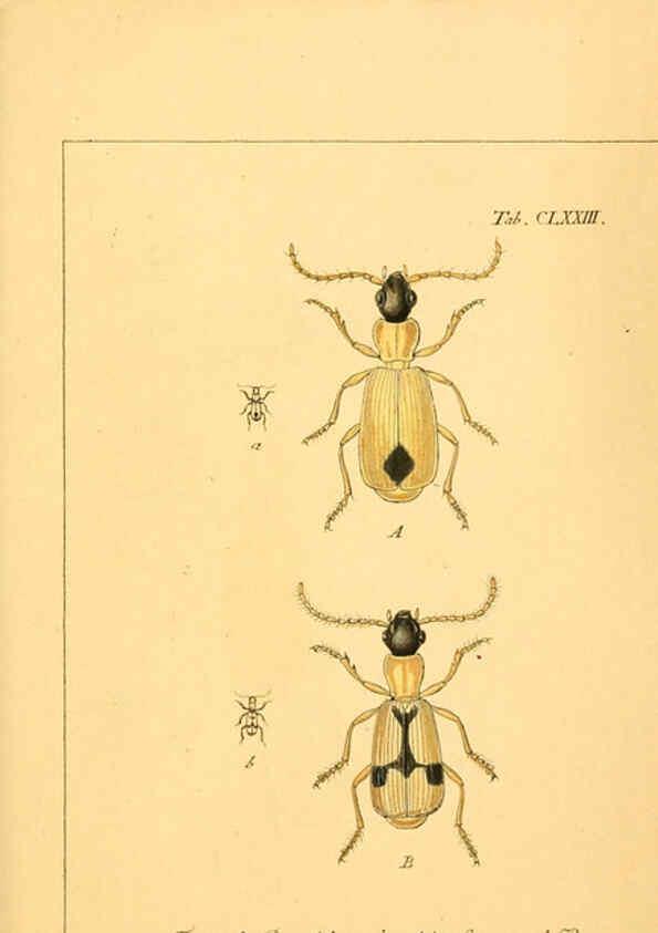 Reproducción/Reproduction 6045571986: Deutschlands Insecten Nürnberg :Gedruckt auf Kosten des Verfassers,1805-1857