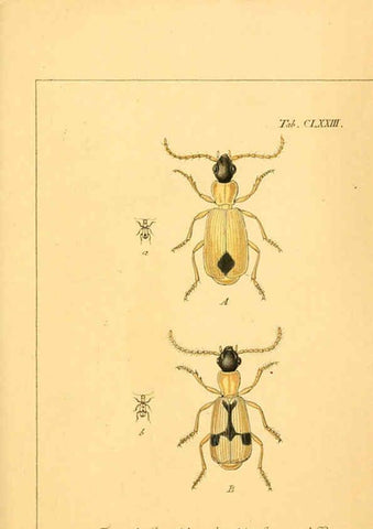 Reproducción/Reproduction 6045571986: Deutschlands Insecten Nürnberg :Gedruckt auf Kosten des Verfassers,1805-1857