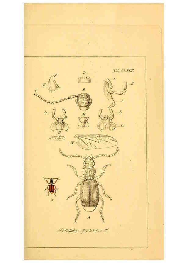 Reproducción/Reproduction 6045572164: Deutschlands Insecten Nürnberg :Gedruckt auf Kosten des Verfassers,1805-1857