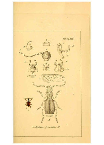 Reproducción/Reproduction 6045572164: Deutschlands Insecten Nürnberg :Gedruckt auf Kosten des Verfassers,1805-1857