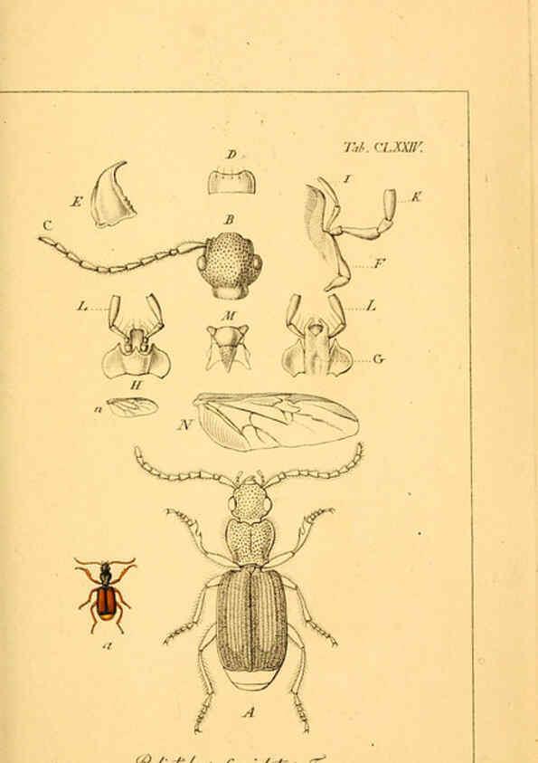 Reproducción/Reproduction 6045572164: Deutschlands Insecten Nürnberg :Gedruckt auf Kosten des Verfassers,1805-1857
