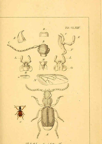 Reproducción/Reproduction 6045572164: Deutschlands Insecten Nürnberg :Gedruckt auf Kosten des Verfassers,1805-1857