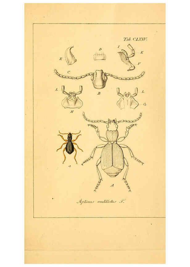 Reproducción/Reproduction 6045022293: Deutschlands Insecten Nürnberg :Gedruckt auf Kosten des Verfassers,1805-1857