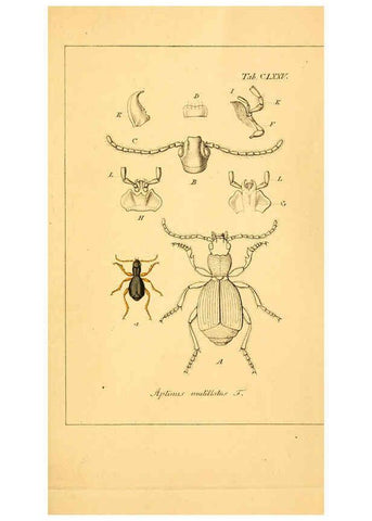 Reproducción/Reproduction 6045022293: Deutschlands Insecten Nürnberg :Gedruckt auf Kosten des Verfassers,1805-1857
