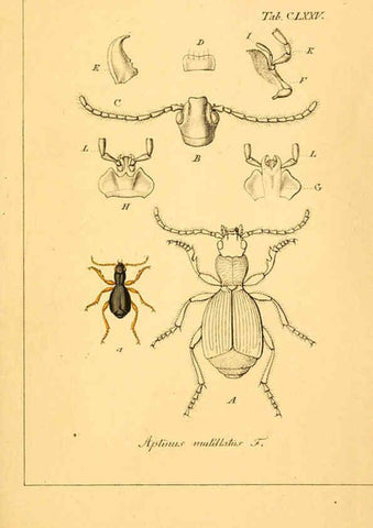 Reproducción/Reproduction 6045022293: Deutschlands Insecten Nürnberg :Gedruckt auf Kosten des Verfassers,1805-1857
