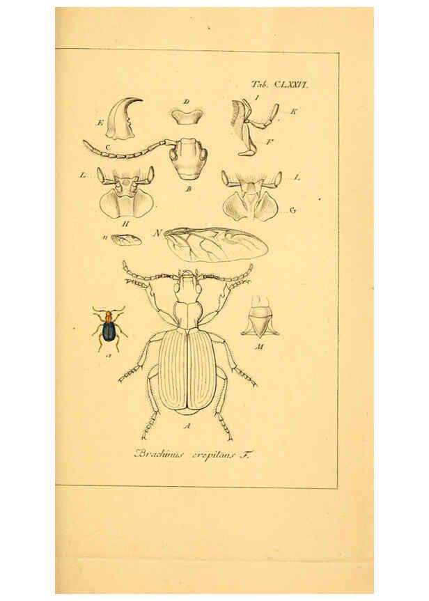 Reproducción/Reproduction 6045022539: Deutschlands Insecten Nürnberg :Gedruckt auf Kosten des Verfassers,1805-1857