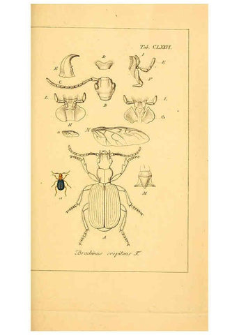 Reproducción/Reproduction 6045022539: Deutschlands Insecten Nürnberg :Gedruckt auf Kosten des Verfassers,1805-1857