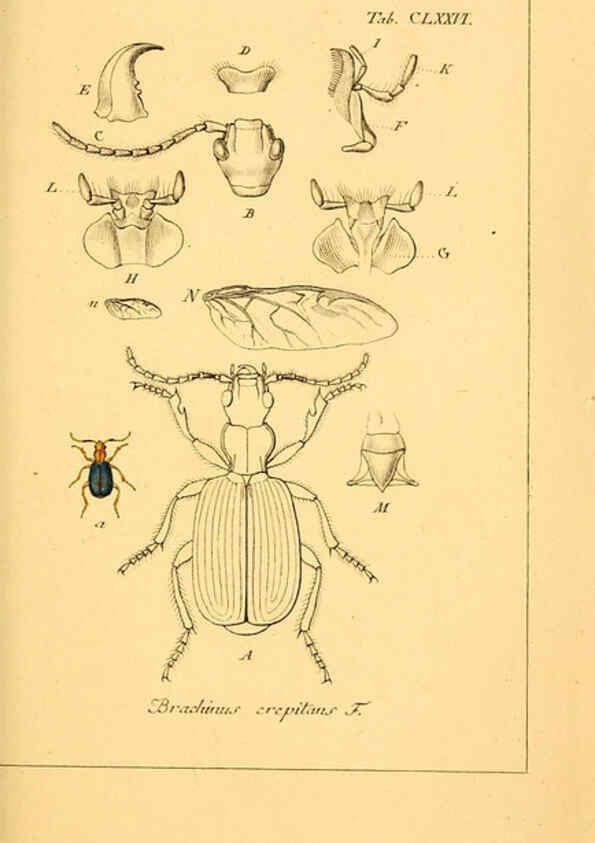 Reproducción/Reproduction 6045022539: Deutschlands Insecten Nürnberg :Gedruckt auf Kosten des Verfassers,1805-1857