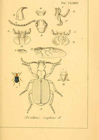 Reproducción/Reproduction 6045022539: Deutschlands Insecten Nürnberg :Gedruckt auf Kosten des Verfassers,1805-1857