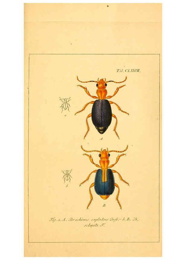 Reproducción/Reproduction 6045572690: Deutschlands Insecten Nürnberg :Gedruckt auf Kosten des Verfassers,1805-1857
