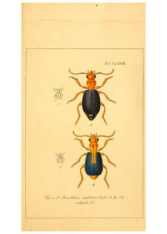 Reproducción/Reproduction 6045572690: Deutschlands Insecten Nürnberg :Gedruckt auf Kosten des Verfassers,1805-1857