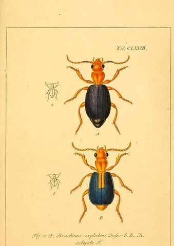 Reproducción/Reproduction 6045572690: Deutschlands Insecten Nürnberg :Gedruckt auf Kosten des Verfassers,1805-1857