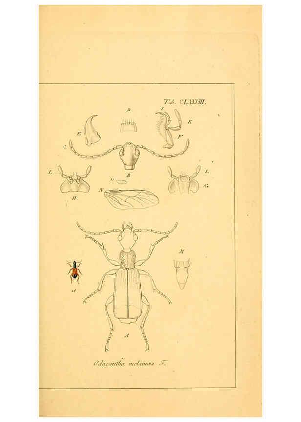 Reproducción/Reproduction 6045022923: Deutschlands Insecten Nürnberg :Gedruckt auf Kosten des Verfassers,1805-1857
