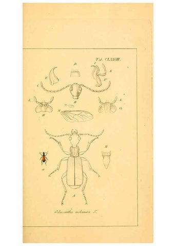 Reproducción/Reproduction 6045022923: Deutschlands Insecten Nürnberg :Gedruckt auf Kosten des Verfassers,1805-1857
