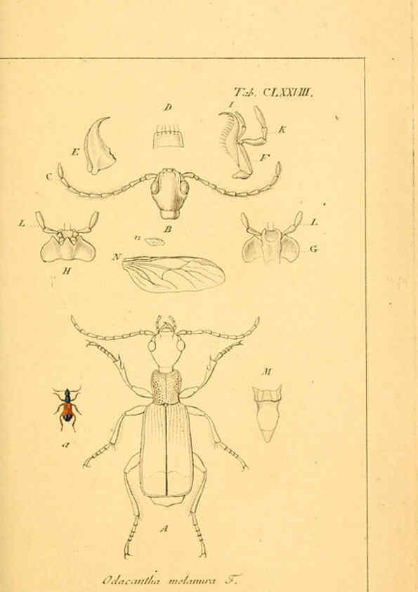 Reproducción/Reproduction 6045022923: Deutschlands Insecten Nürnberg :Gedruckt auf Kosten des Verfassers,1805-1857