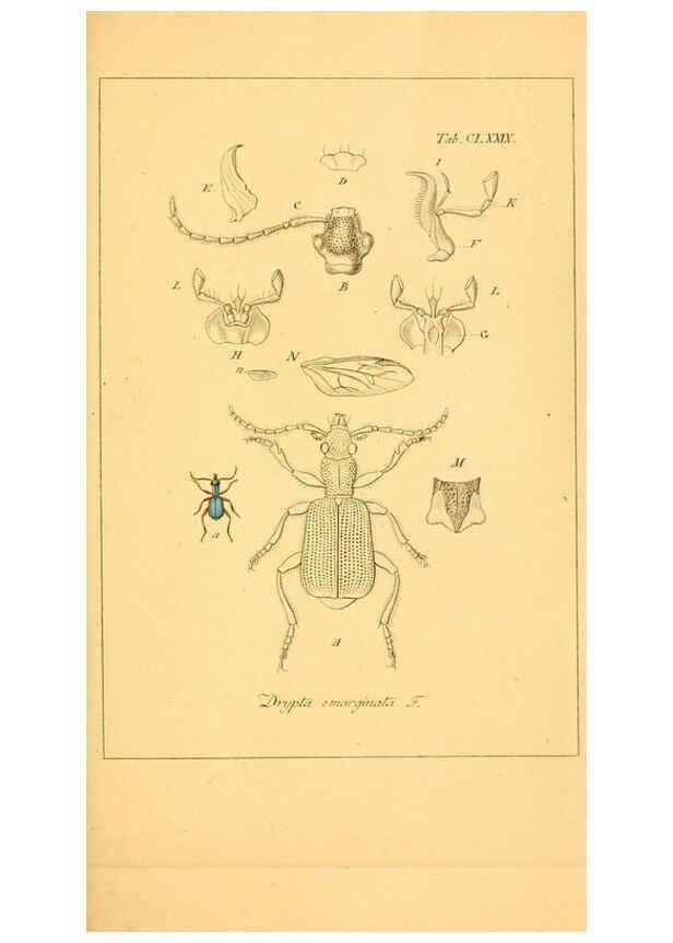 Reproducción/Reproduction 6045023079: Deutschlands Insecten Nürnberg :Gedruckt auf Kosten des Verfassers,1805-1857