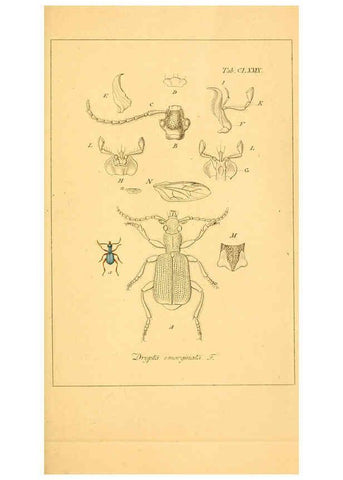 Reproducción/Reproduction 6045023079: Deutschlands Insecten Nürnberg :Gedruckt auf Kosten des Verfassers,1805-1857