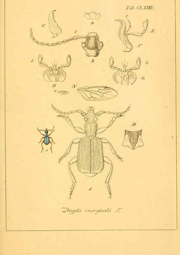 Reproducción/Reproduction 6045023079: Deutschlands Insecten Nürnberg :Gedruckt auf Kosten des Verfassers,1805-1857