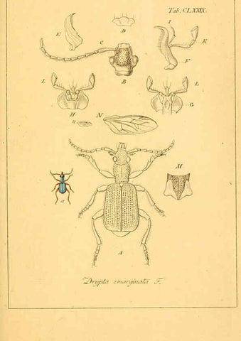Reproducción/Reproduction 6045023079: Deutschlands Insecten Nürnberg :Gedruckt auf Kosten des Verfassers,1805-1857