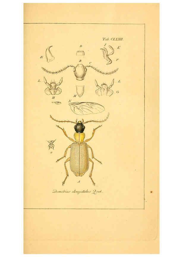 Reproducción/Reproduction 6045021769: Deutschlands Insecten Nürnberg :Gedruckt auf Kosten des Verfassers,1805-1857