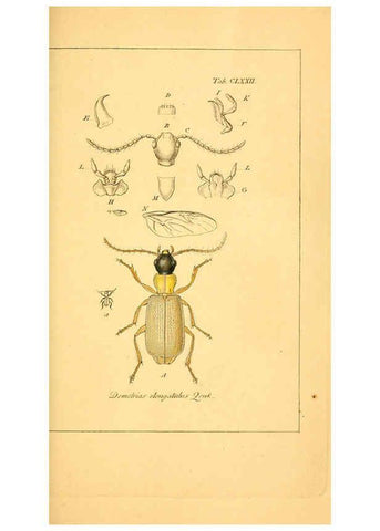 Reproducción/Reproduction 6045021769: Deutschlands Insecten Nürnberg :Gedruckt auf Kosten des Verfassers,1805-1857