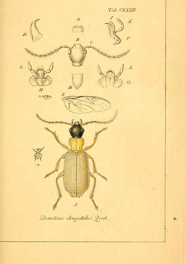 Reproducción/Reproduction 6045021769: Deutschlands Insecten Nürnberg :Gedruckt auf Kosten des Verfassers,1805-1857
