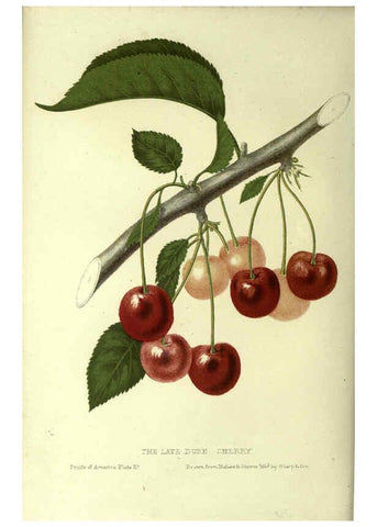 Reproducción/Reproduction 6045090055: The fruits of America New York,D. Appleton & co.,1853