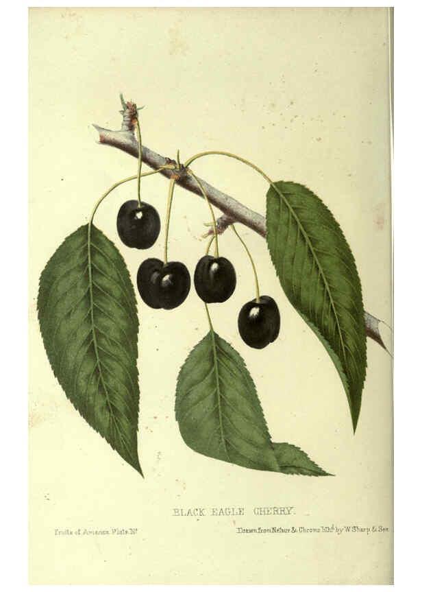 Reproducción/Reproduction 6045094661: The fruits of America New York,D. Appleton & co.,1853