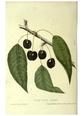 Reproducción/Reproduction 6045094661: The fruits of America New York,D. Appleton & co.,1853