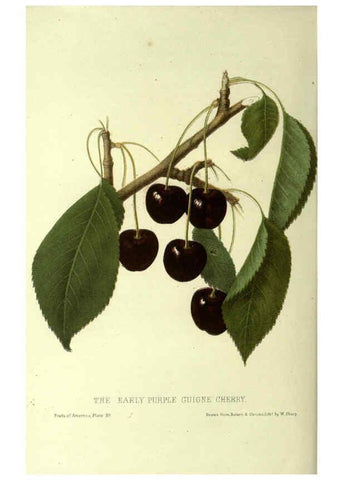 Reproducción/Reproduction 6045095381: The fruits of America New York,D. Appleton & co.,1853