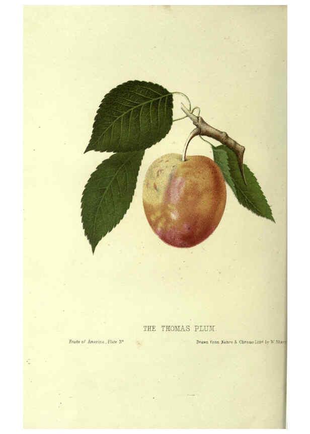 Reproducción/Reproduction 6045095531: The fruits of America New York,D. Appleton & co.,1853