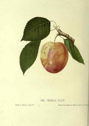 Reproducción/Reproduction 6045095531: The fruits of America New York,D. Appleton & co.,1853