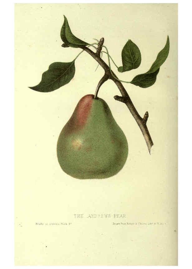 Reproducción/Reproduction 6045095799: The fruits of America New York,D. Appleton & co.,1853