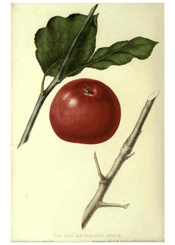 Reproducción/Reproduction 6045089789: The fruits of America New York,D. Appleton & co.,1853