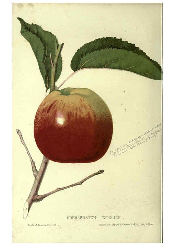 Reproducción/Reproduction 6045092881: The fruits of America New York,D. Appleton & co.,1853